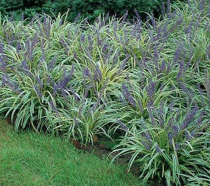 Liriope szafirkowata Sunningdale Silver  Liriope muscari