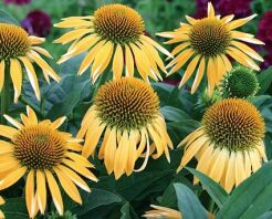 Jeżówka HARVEST MOON Echinacea 