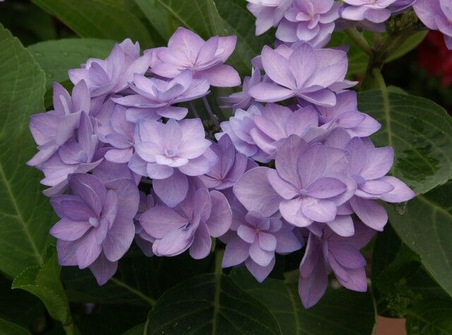 Hortensja ogrodowa z serii You & Me ROMANCE® Hydrangea macrophylla /C10