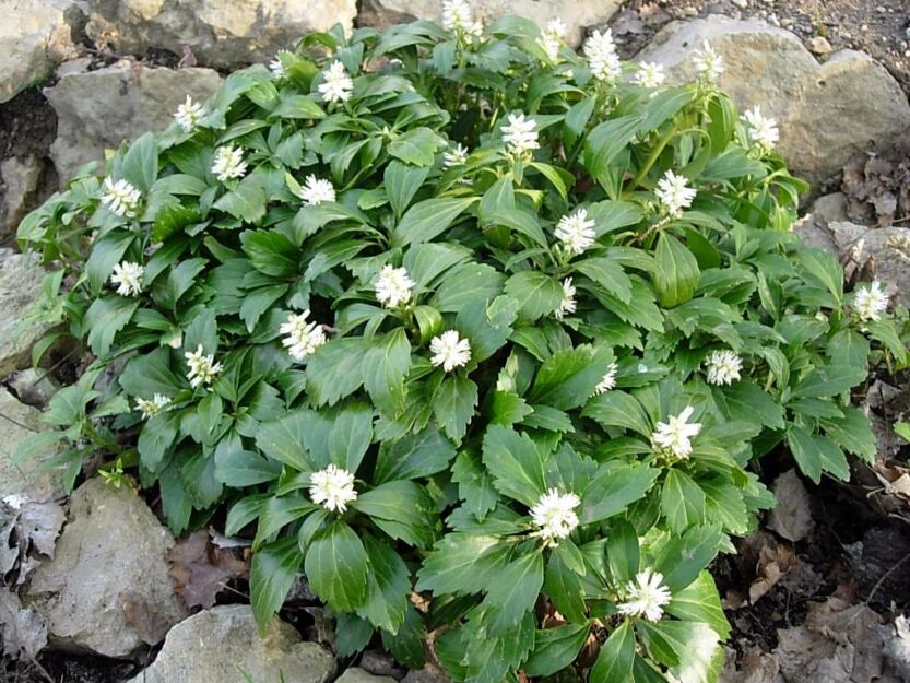 Runianka japońska GREENSHEN  Pachysandra terminalis 