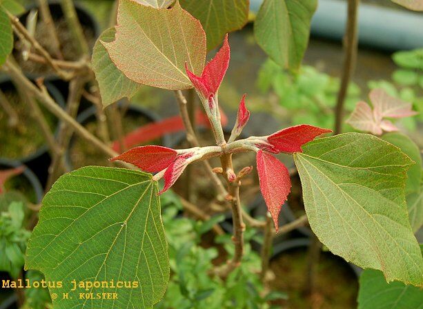 Mallotus japonicus syn.Croton japonicum C2/60-80cm *K10