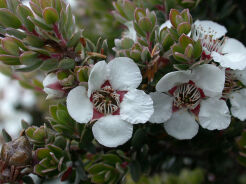 Manuka SILVER SHEEN in.Drzewko herbaciane Leptospermum lanigerum C7,5/40cm *G1