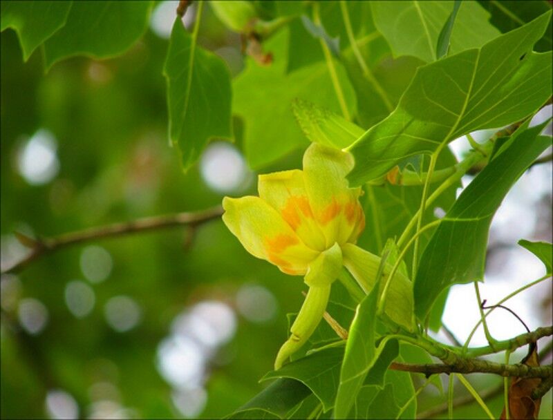 Tulipanowiec karłowy ARDIS Liriodendron tulipifera C5/Pa80(130)cm *K15