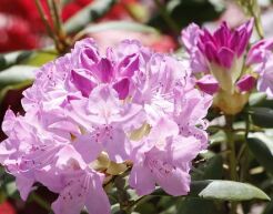 Rhododendron CONTE DU PARK - drzewko Różanecznik C7,5/Pa75(100)cm *K10