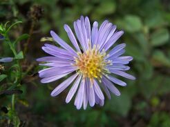 Aster krzaczasty LAWENDOWY (średniowysoki) Aster dumosus /C2 *16