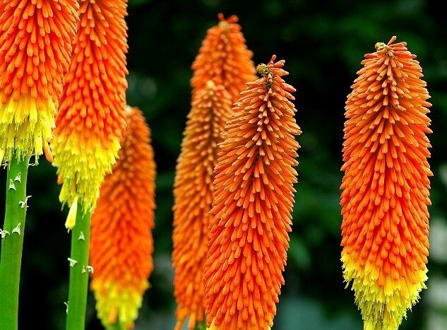 Trytoma groniasta czerwono-żółte- 0,2g nasion Kniphofia uvaria