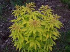 Bez koralowy 'SUTHERLAND GOLD' Sambucus racemosa C4/20-40cm *K19