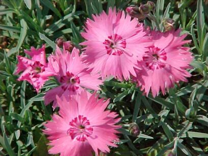 Goździk siny GRANDIFLORUS  Dianthus gratianopolitanus /C1,5