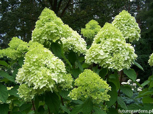 Hortensja bukietowa LIMELIGHT Hydrangea paniculata /C3 *K12