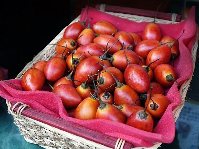 Pomidor drzewiasty in.Tamarillo Cyphomandra betacea /C2,5 *B