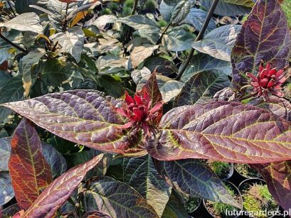 Kielichowiec wonny FOXY LADY Calycanthus floridus C5/40-60cm *K17