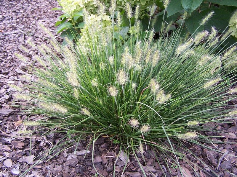 Piórkówka karłowa LITTLE BUNNY Pennisetum alopecuroides Rozplenica japońska /C2 *K5