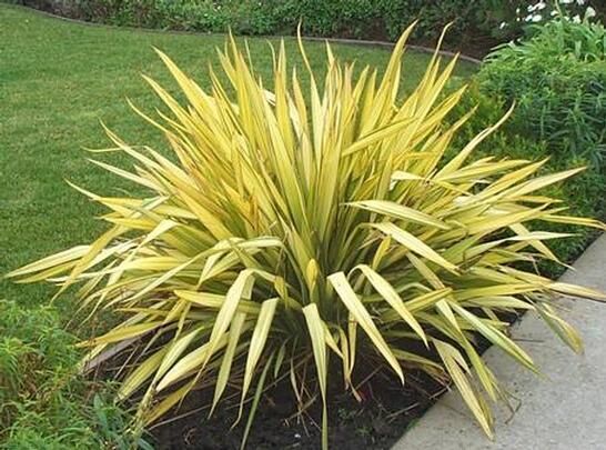 Len nowozelandzki YELLOW WAVE Tęgosz właściwy Phormium tenax C5/40-60cm