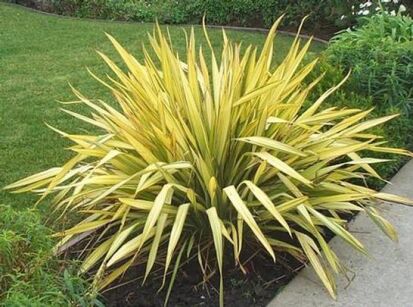 Len nowozelandzki YELLOW WAVE Tęgosz właściwy Phormium tenax C5/40-60cm