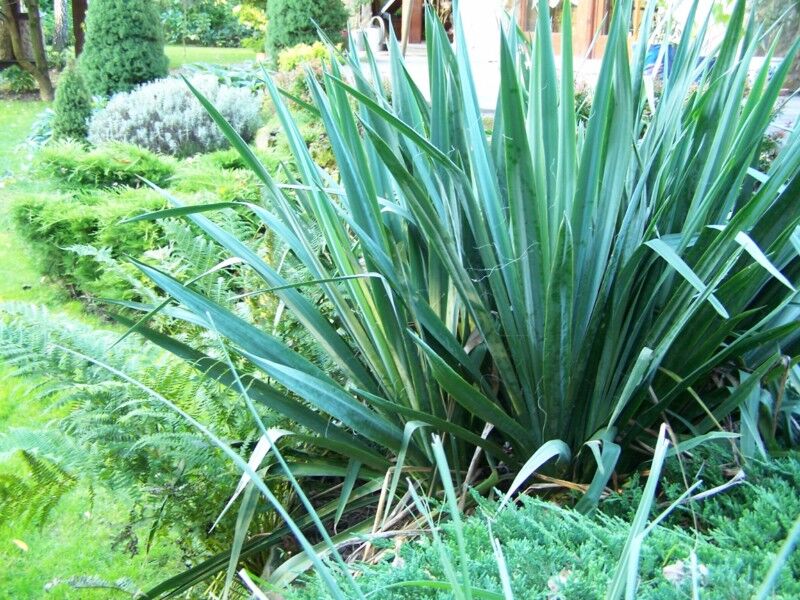 Yucca filamentosa Juka Karolińska /C7 *K7