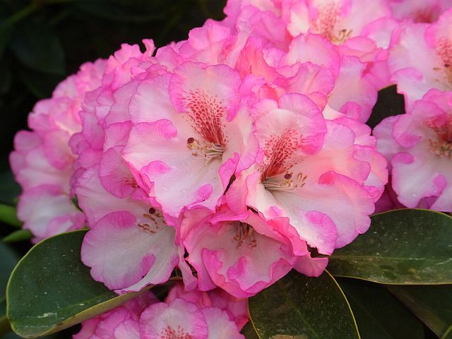 Rhododendron williamsianum ROMIKA Różanecznik Williamsa C5/30-40cm *K14