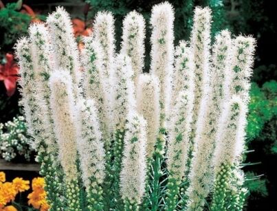 Liatra kłosowa ALBA Liatris spicata - 50 nasion