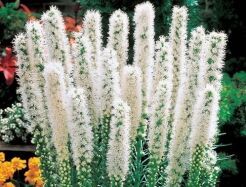 Liatra kłosowa ALBA Liatris spicata - 50 nasion