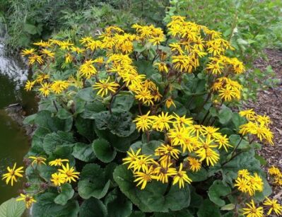 Języczka pomarańczowa Ligularia dentata /C2 *K7