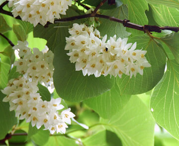 Styrak Hemsleya Styrax hemsleyanus syn. S.huanus C2/30-40cm *T73