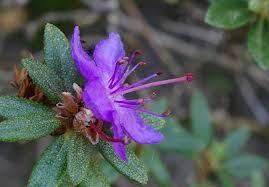 Rhododendron nivale boreale /C1,5