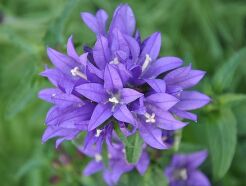 Dzwonek skupiony - nasiona - mieszanka - 0,1 g Campanula glomerata