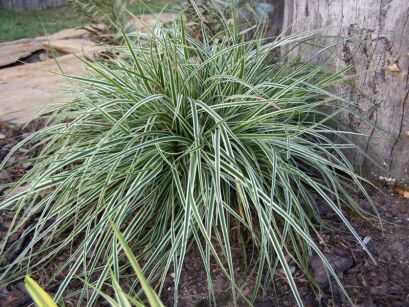 Carex oshimensis 'EVEREST'® Turzyca /C5 *T25