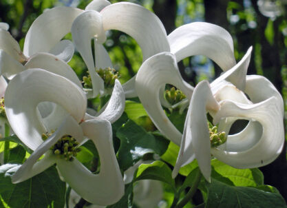 Cornus kousa COURONNE Dereń kousa C5/80-100cm *K13