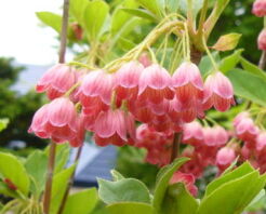 Enkiant dzwonkowaty RUBY GLOW Enkianthus campanulatus C2/20-40cm *K18