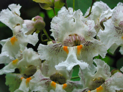 Catalpa bignonioides Surmia Katalpa C3/1-1,4m *K20