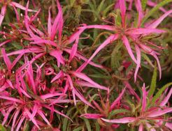 Azalia-pająk LINEARIFOLIUM Rhododendron stenopetalum C2/20-30cm *P26