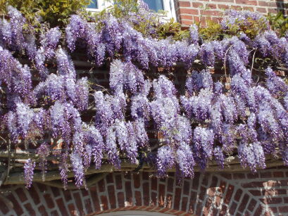 Wisteria sinensis Glicynia chińska  