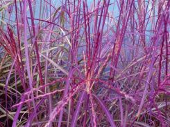 Miscanthus sinensis PURPLE FALL® Miskant chiński /P9