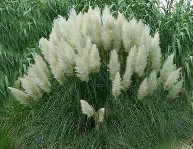 Trawa pampasowa PUMILA Cortaderia selloana /C1 *G