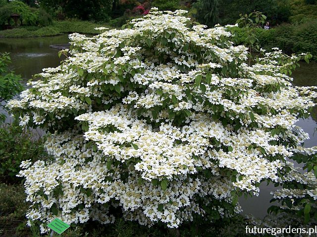 Kalina japońska WATANABE Viburnum plicatum 'Nanum Semperflorens' C3/20cm *K20