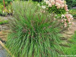 Rozplenica japońska RED HEAD Pennisetum Piórkówka - 50 szt. nasion