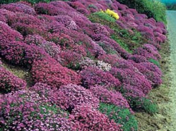 Żagwin ogrodowy - mieszanka kolorów - Aubrieta hybrida - nasiona 0,3 g