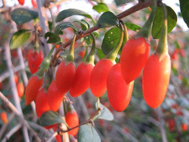 Jagoda Goji Lycium Eleagnus Barbarum Kolcowój  ~10szt. nasion 