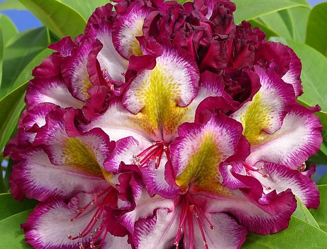 Rhododendron PUSHY PURPLE® HAPPYdendron® Różanecznik /C7,5 *T75