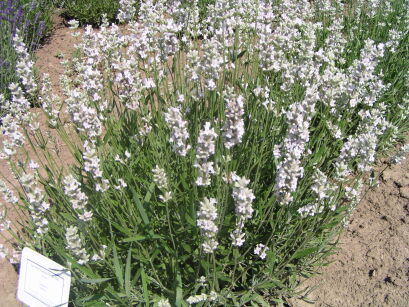 Lawenda biała EDELWEISS Lavandula angustifolia /C2