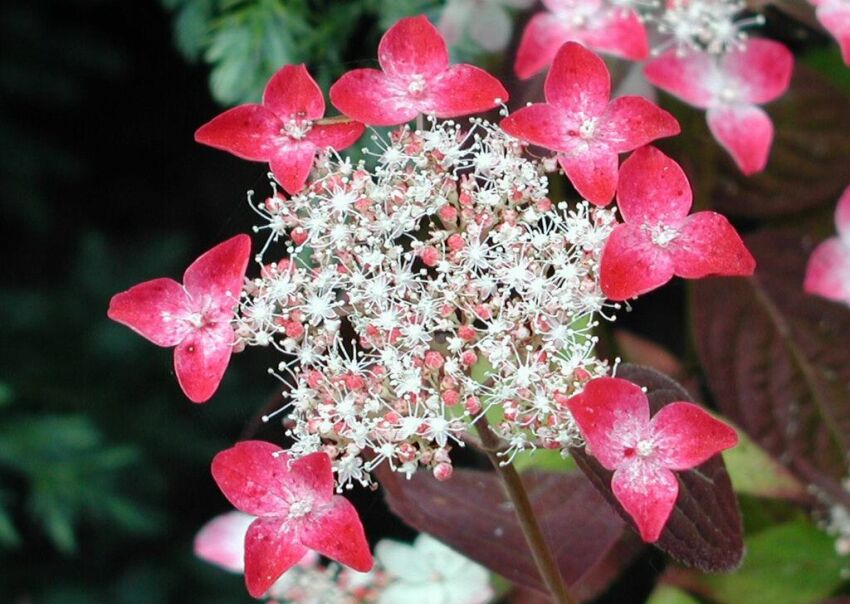 Hortensja piłkowana KURENAI Hydrangea serrata /C2 *13