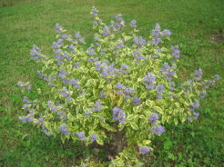 Barbula klandońska 'SUMMER SORBET' PBR Caryopteris clandonensis /C3