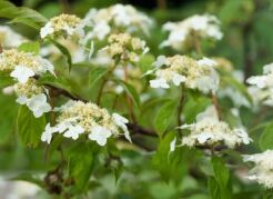 Hortensja miękkowłosa BRETSCHNEIDERI  Hydrangea heteromalla 