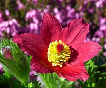 Sasanka czerwona PINWELL DARK RED SHADES Pulsatilla vulgaris /C2 *K16