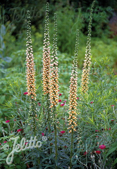 Naparstnica rdzawa GIGANTEA Digitalis ferruginea - 10 szt. nasion