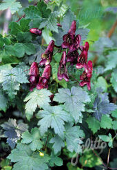 Tojad pnący RED WINE Aconitum hemsleyanum - 5szt. nasion