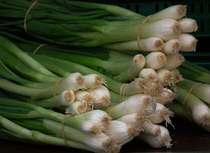 Cebula siedmiolatka w doniczce Allium fistulosum /C1