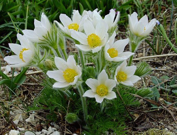 Sasanka zwyczajna BIAŁA 'Alba'  Pulsatilla vulgaris - nasiona 0,1g