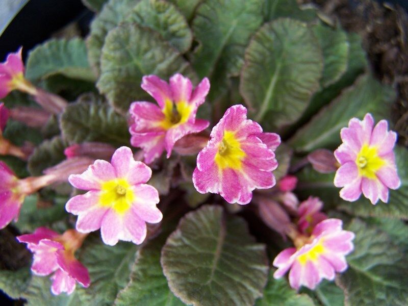 Pierwiosnek BLARNEY CASTLE Primula vulgaris 