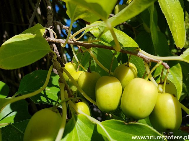 Kiwi samopylne ISSAI Aktinidia Actinidia arguta C2/60-80cm *T46